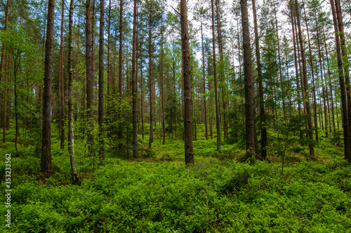 trees in the forest