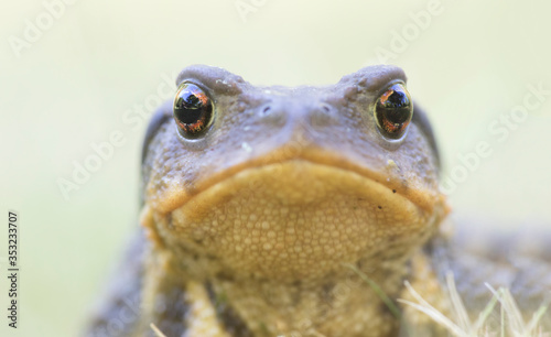 Portrait of toad (Bufo bufo, from Latin bufo "toad"), is an amphibian found throughout most of Europe