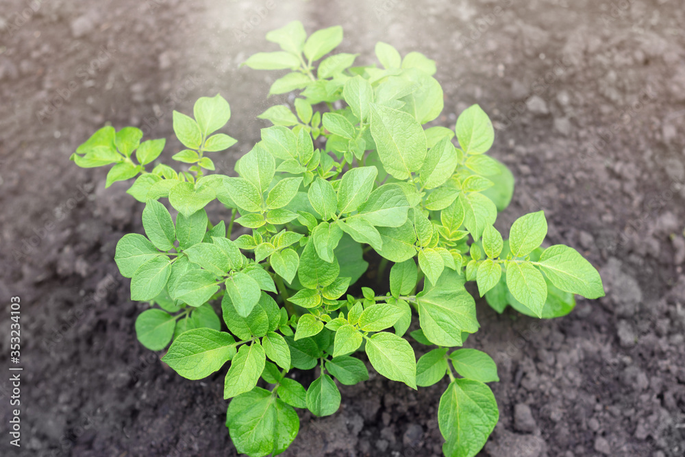 Young potato plant in a spring field, top view. Selective focus Young potato plant in a spring field, top view. Selective focus