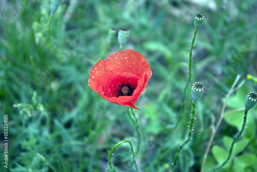 COQUELICOT