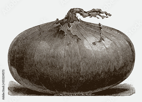 Large, flattened onion in side view, after a historical engraving from the early 20th century