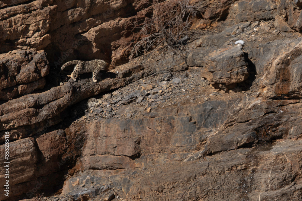 Snowleopard Cubs on the cliff near Kibber village, Spiti valley of Himachal Pradesh, India