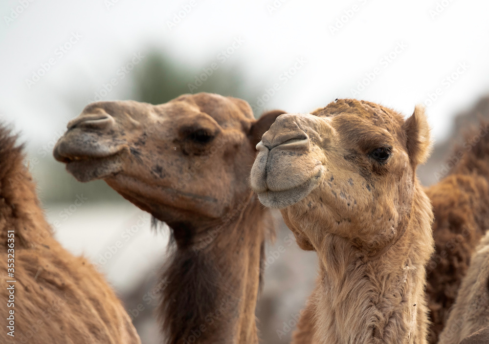 Obraz premium Closeup of Arabian camels, Bahrain
