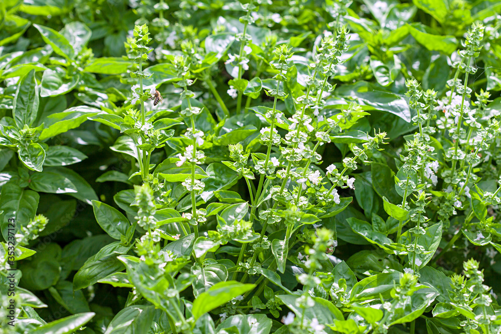Fresh organic basilic leaves. Fresh organic basilic leaves.