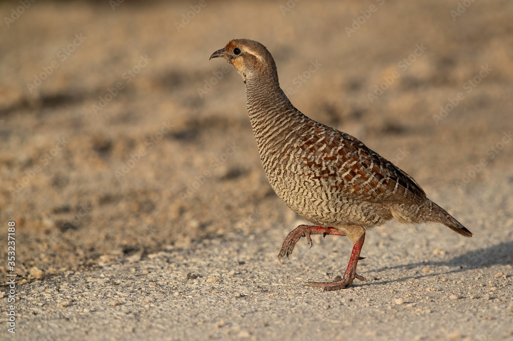 Fototapeta premium Portrait of a Grey francolin at Hamala, Bahrain