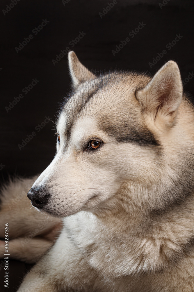 a young Husky dog looks ahead on a dark background