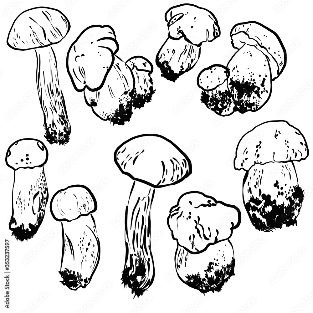 Monochromic sketch mushrooms. Autumn edible mushroom, healthy food, vintage, raster illustration. Forest types of mushrooms collection. Isolated graphic, line, spot. Mushroom edible, healthy food Monochromic sketch mushrooms. Autumn edible mushroom, healthy food, vintage, raster illustration. Forest types of mushrooms collection. Isolated graphic, line, spot. Mushroom edible, healthy food