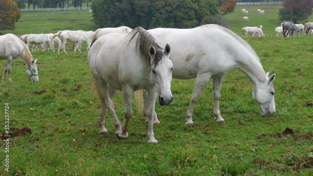 White lipizzaner horses grazing at green meadow at farm in clear autumn day. Lipica, Slovenia. White lipizzaner horses grazing at green meadow at farm in clear autumn day. Lipica, Slovenia.