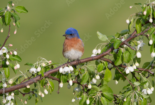 Male Eastern Bluebird Perched on Flowering Branch