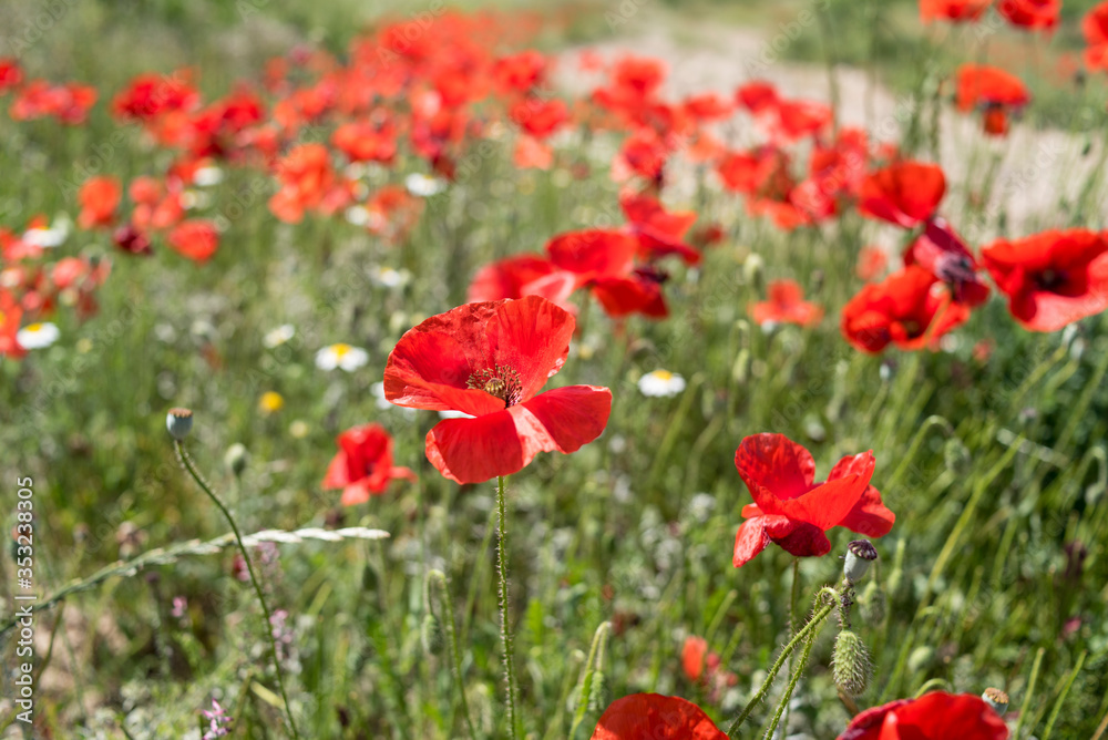 Poppies and the sky in a field in southern Spain in spring Poppies and the sky in a field in southern Spain in spring