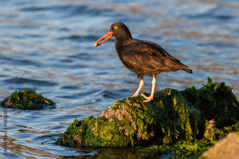 Black Oystercatcher Black Oystercatcher