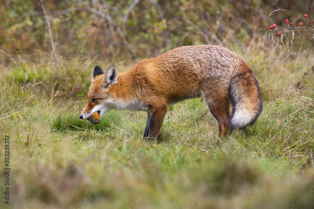 Fierce red fox, vulpes vulpes, holding dead european robin, erithacus rubecula, in mouth on meadow. Mammal predator on hunt with prey. Animal wildlife in nature.