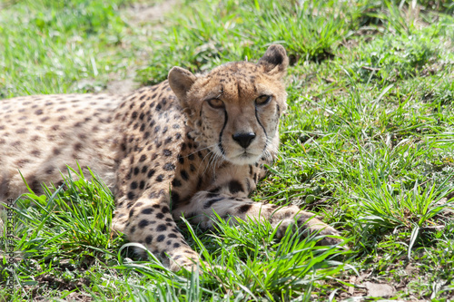 Photography wild cheetah in the green grass in the park