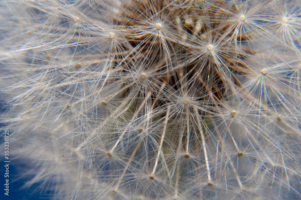 Fototapeta premium close up of dandelion seeds