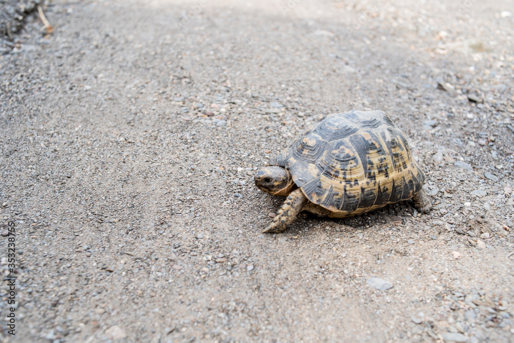 Free dwelling turtle in southern Spain Free dwelling turtle in southern Spain