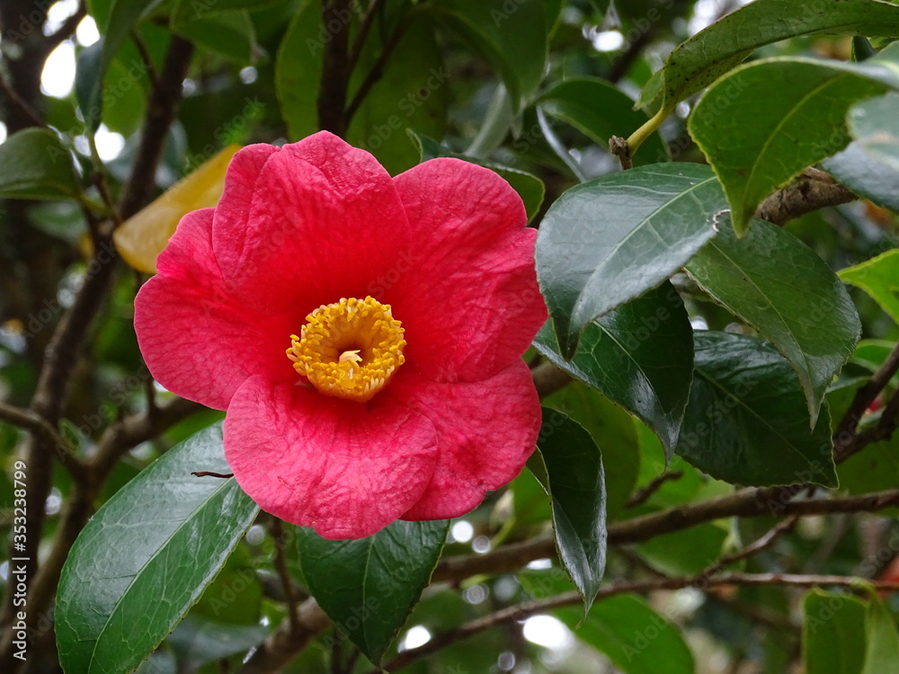Closeup pink camellia japonica or common camellia flower in full bloom