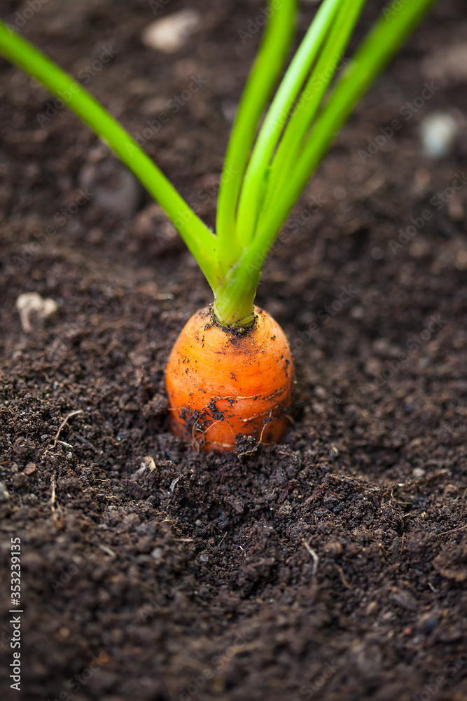 Seedling fresh ecological carrot. Seedling fresh ecological carrot.