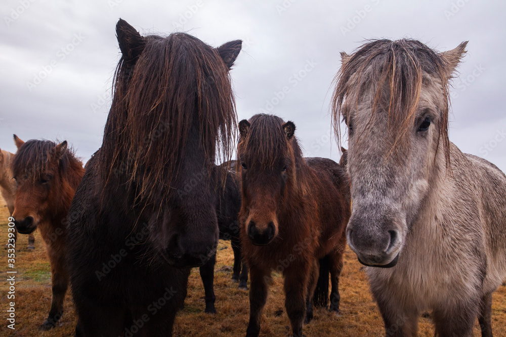 Fototapeta premium A group of Icelandic horses, a breed of horse developed in Iceland. These horses are long-lived and hardy.
