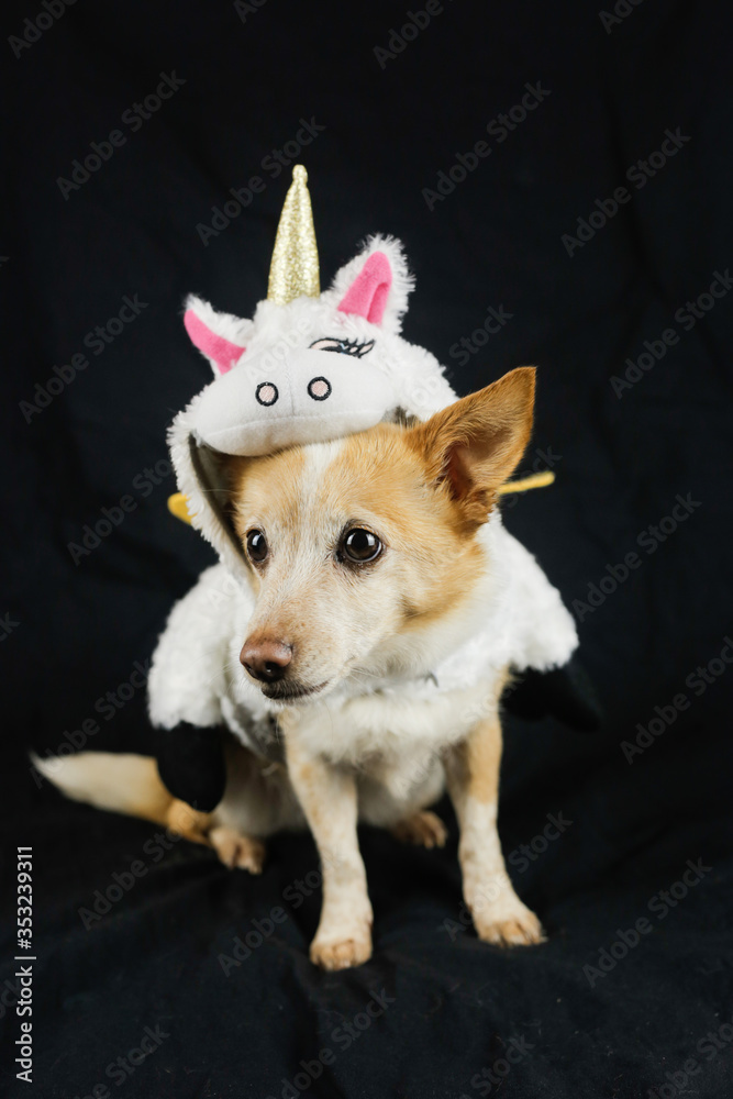 Dog in a funny unicorn costume. Dress, clothes for animals