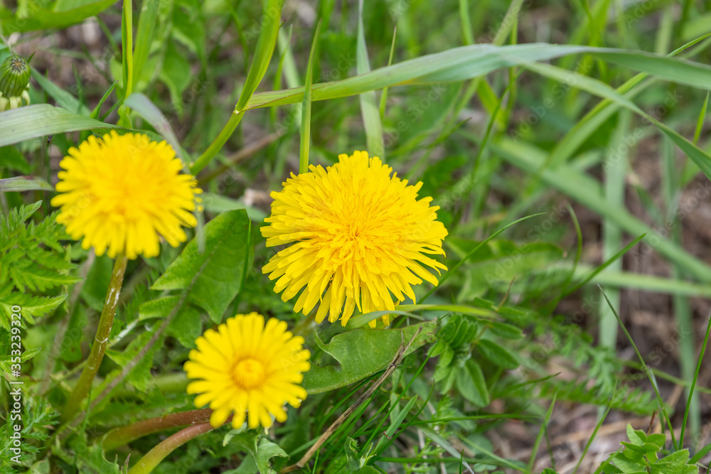Three yellow dandelion flowers in green grass. Selective focus Three yellow dandelion flowers in green grass. Selective focus