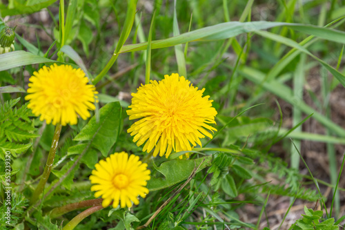 Three yellow dandelion flowers in green grass. Selective focus