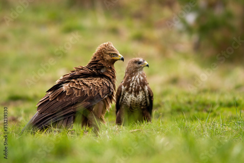 lesser spotted eagle, clanga pomarina, and common buzzard, buteo buteo, sitting on the ground in summer. Two species of bird of prey on meadow with green grass from low angle.