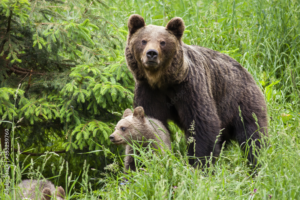 Protective brown bear, ursus arctos, mother guarding her cub in tall green grass by spruce tree. Female mammal standing close to her offspring and looking into camera.