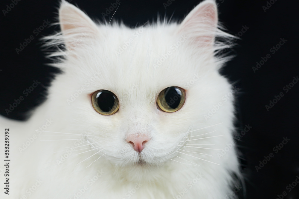 White cat with big eyes on a black background
