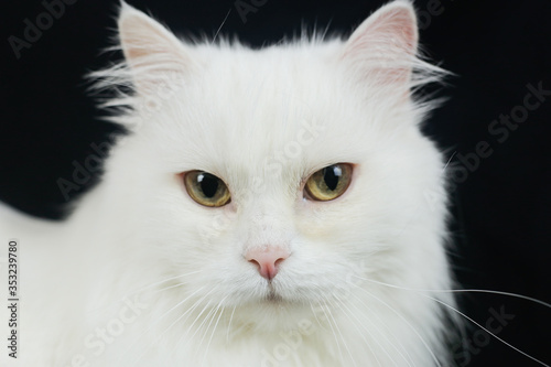 White Angora cat on a black background