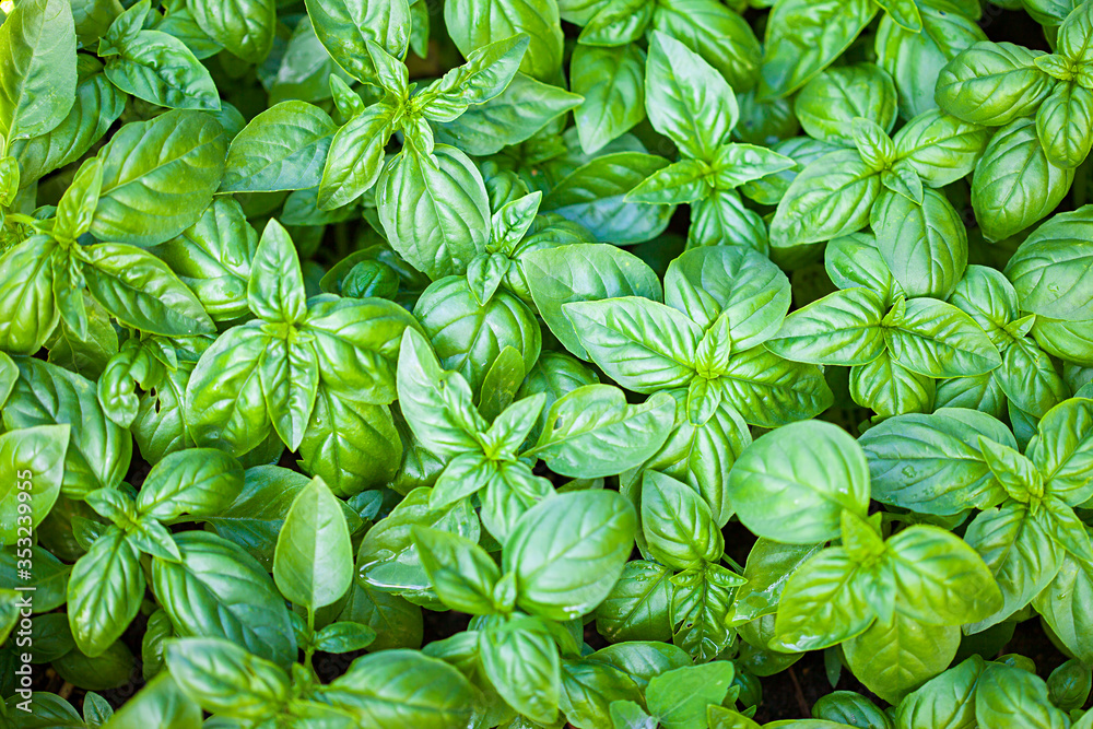 Fresh organic basilic leaves. Fresh organic basilic leaves.