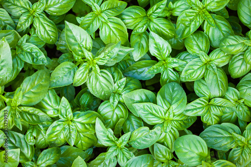 Fresh organic basilic leaves.
