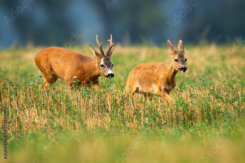 Roe deer buck with big antlers chasing doe on stubble field in rutting season. Courting behavior of wild animals in agricultural countryside. Concept of love between mammals.