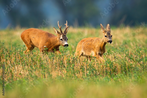 Obraz na płótnie Roe deer buck with big antlers chasing doe on stubble field in rutting season. Courting behavior of wild animals in agricultural countryside. Concept of love between mammals. w salonie