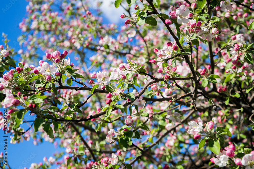 apple tree blossom in spring. Pink blooming apple tree. Bloom. Pink flowers of apple tree. Orchard Wallpaper apple tree blossom in spring. Pink blooming apple tree. Bloom. Pink flowers of apple tree. Orchard Wallpaper