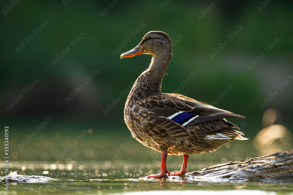 Alert mallard, anas platyrhynchos, hen standing on a bough in water sunlit by evening sun in summer. Attentive dabbling duck backlit in river from side view. Alert mallard, anas platyrhynchos, hen standing on a bough in water sunlit by evening sun in summer. Attentive dabbling duck backlit in river from side view.