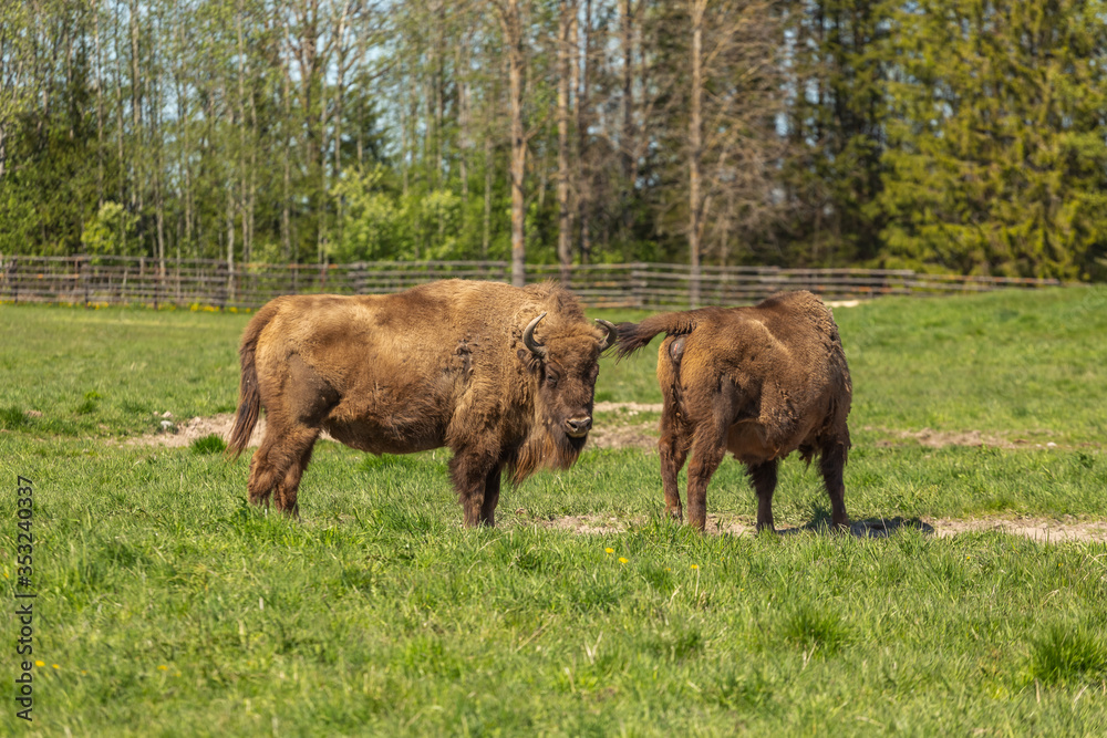 Herd of Buffalo on a green meadow in Sweden national park. Selective focus. Herd of Buffalo on a green meadow in Sweden national park. Selective focus.