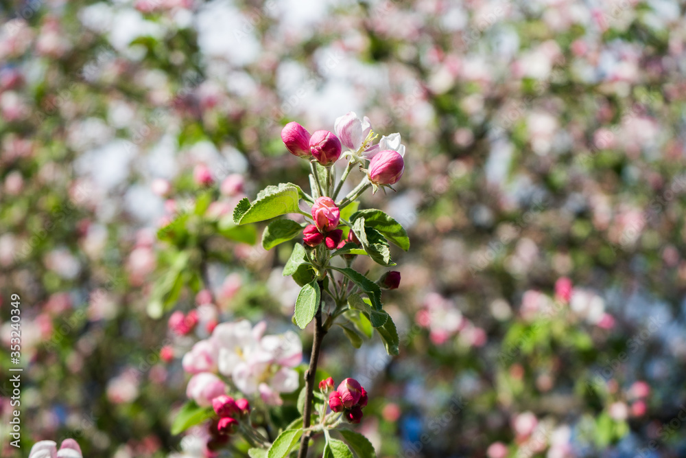 apple tree blossom in spring. Pink Blooming apple tree. Bloom close up. Pink flowers of apple tree. Orchard Wallpaper apple tree blossom in spring. Pink Blooming apple tree. Bloom close up. Pink flowers of apple tree. Orchard Wallpaper