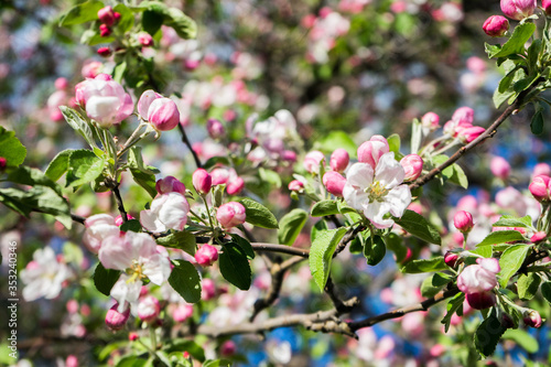 apple tree blossom in spring. Pink Blooming apple tree. Bloom close up. Pink flowers of apple tree. Orchard Wallpaper