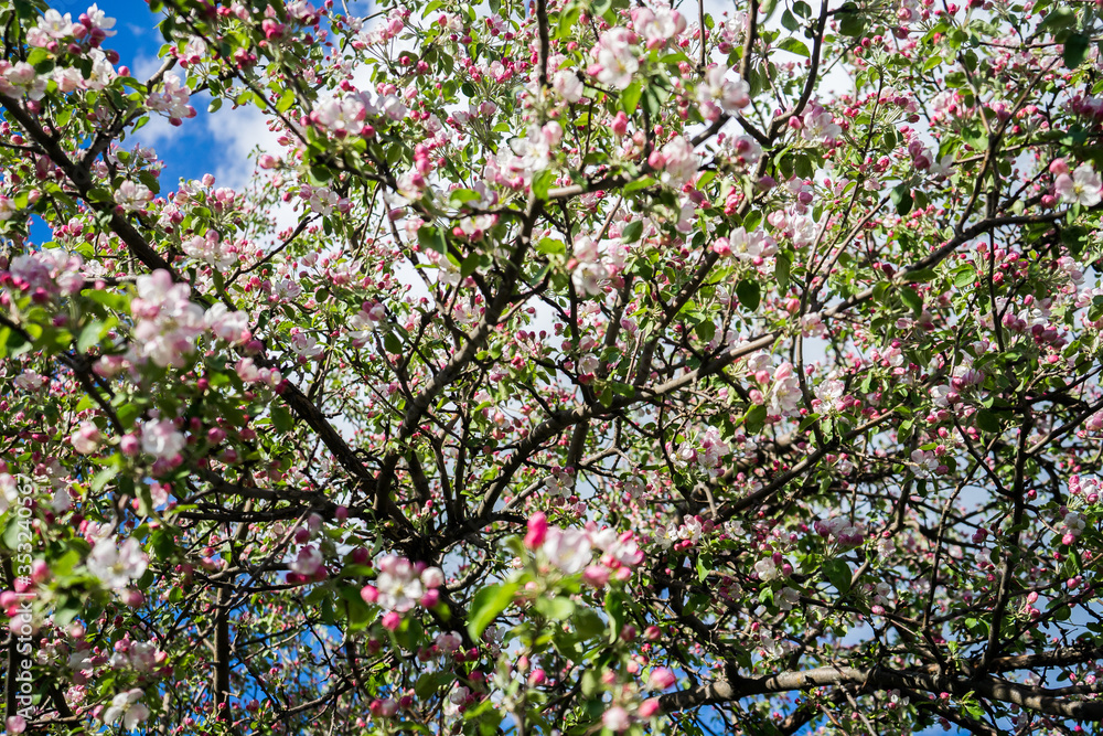 apple tree blossom in spring. Pink blooming apple tree. Bloom. Pink flowers of apple tree. Orchard Wallpaper