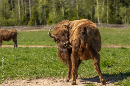 Buffalo surrounded by flies licks himself with his tongue.