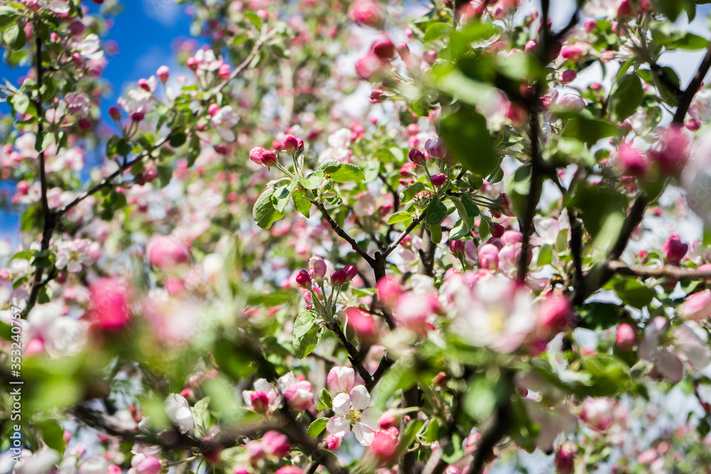 apple tree blossom in spring. Pink Blooming apple tree. Bloom close up. Pink flowers of apple tree. Orchard Wallpaper apple tree blossom in spring. Pink Blooming apple tree. Bloom close up. Pink flowers of apple tree. Orchard Wallpaper
