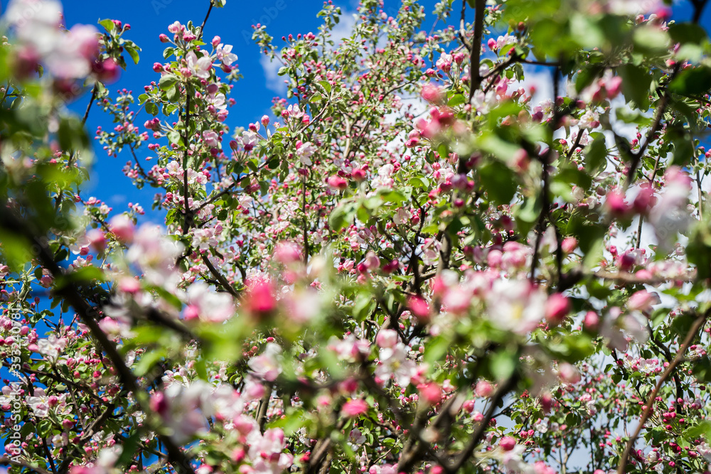 apple tree blossom in spring. Pink Blooming apple tree. Bloom close up. Pink flowers of apple tree. Orchard Wallpaper apple tree blossom in spring. Pink Blooming apple tree. Bloom close up. Pink flowers of apple tree. Orchard Wallpaper