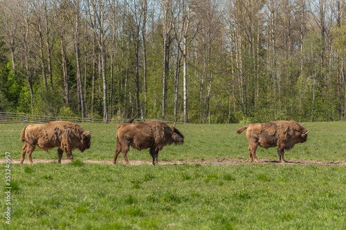 Herd of Bison on a green meadow in Sweden national park. Selective focus
