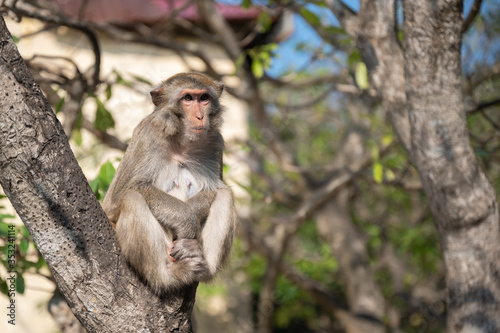 Macaque on the Beach, Monkey island, Lan Ha bay, Vietnam © M.Gierczyk