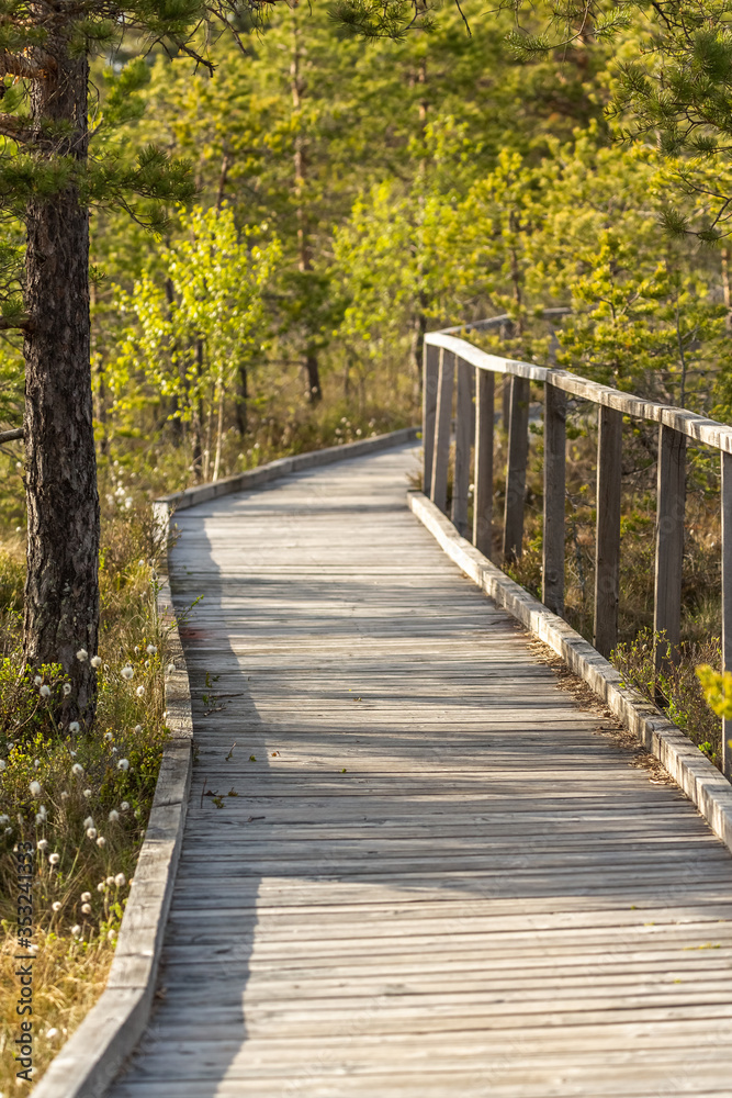 wooden walkway passing in swamp in national park in Sweden wooden walkway passing in swamp in national park in Sweden