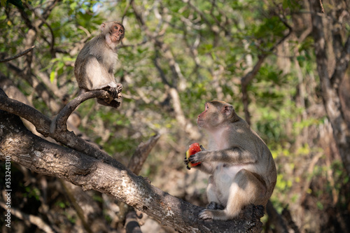 Macaque on the Beach, Monkey island, Lan Ha bay, Vietnam