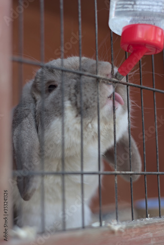 Grey and white lop bunny rabbit drinks and sticks tongue out