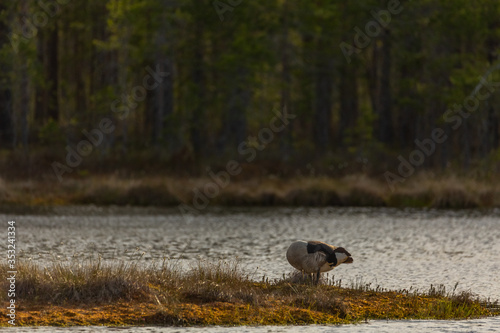 Canada goose sitting in a moss on an island in a swamp. Knuthojdmossen, Sweden photo