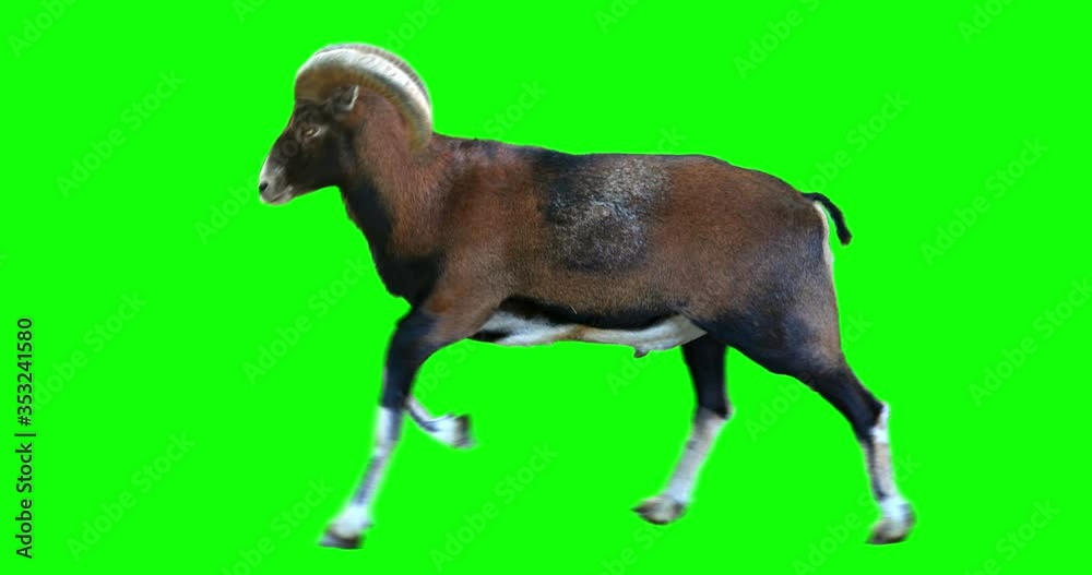 Isolated mouflon male cyclical running. Can be used as a silhouette. Green screen Isolated mouflon male cyclical running. Can be used as a silhouette. Green screen