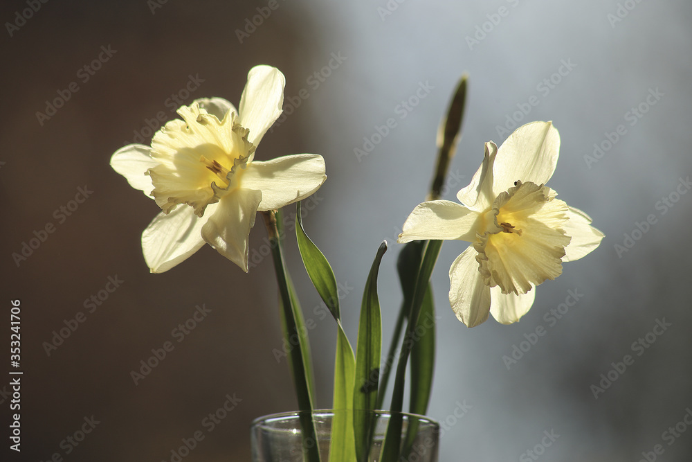 Daffodils in vase, first spring flowers Daffodils in vase, first spring flowers